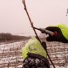 Kuba_horn