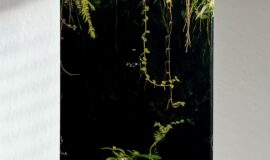 Savanna The Wild Island Edition – Agricole Grotte